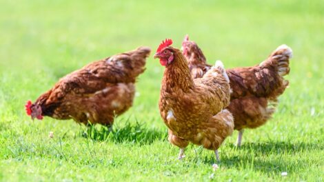 How to Process Chickens in Your Backyard